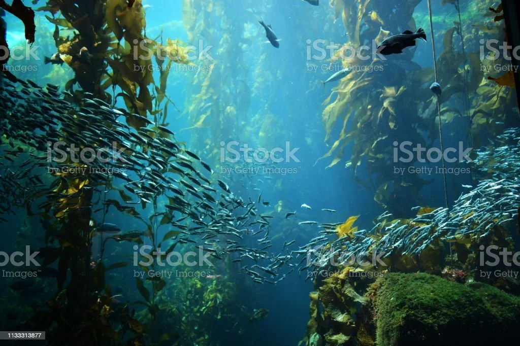 해양 생태계와 보전